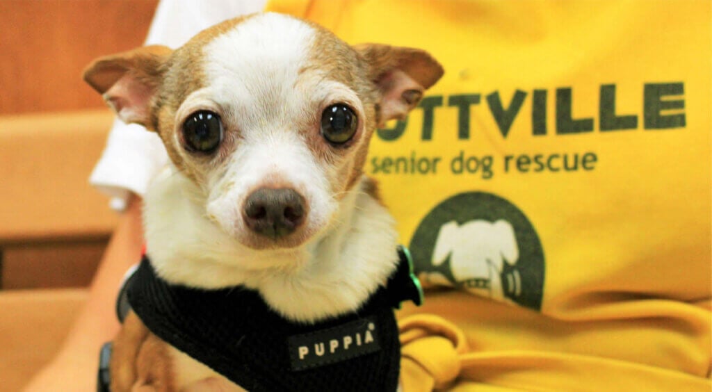 muttville