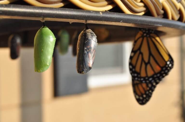 Stages of a monarch butterfly metamorphosis symbolize change management