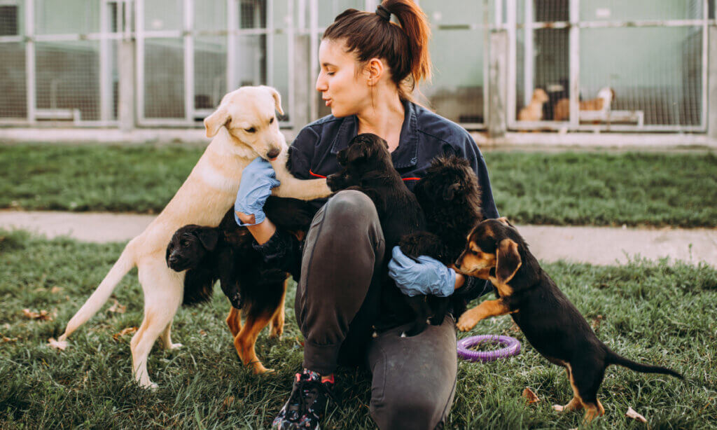 Fundraising Ideas for Nonprofits: Pet Adoption Fundraiser